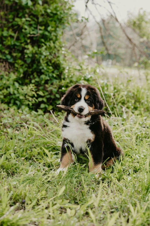 a dog sitting in the grass with a stick in it's mouth