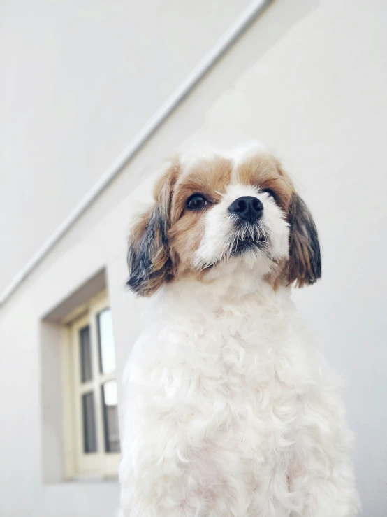 a small, curly haired dog has black nose, white nose, and brown mouth