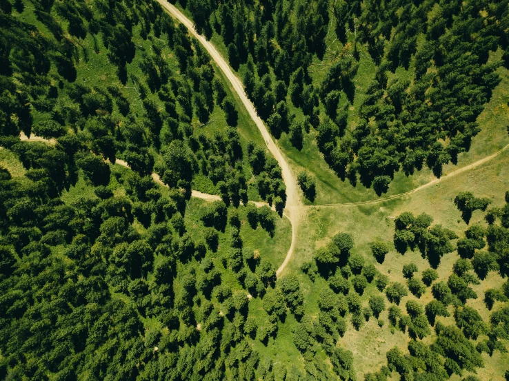 a winding path between trees is shown