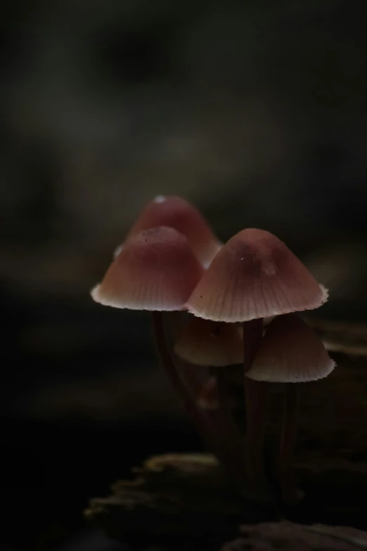 three mushrooms that are on a tree stump