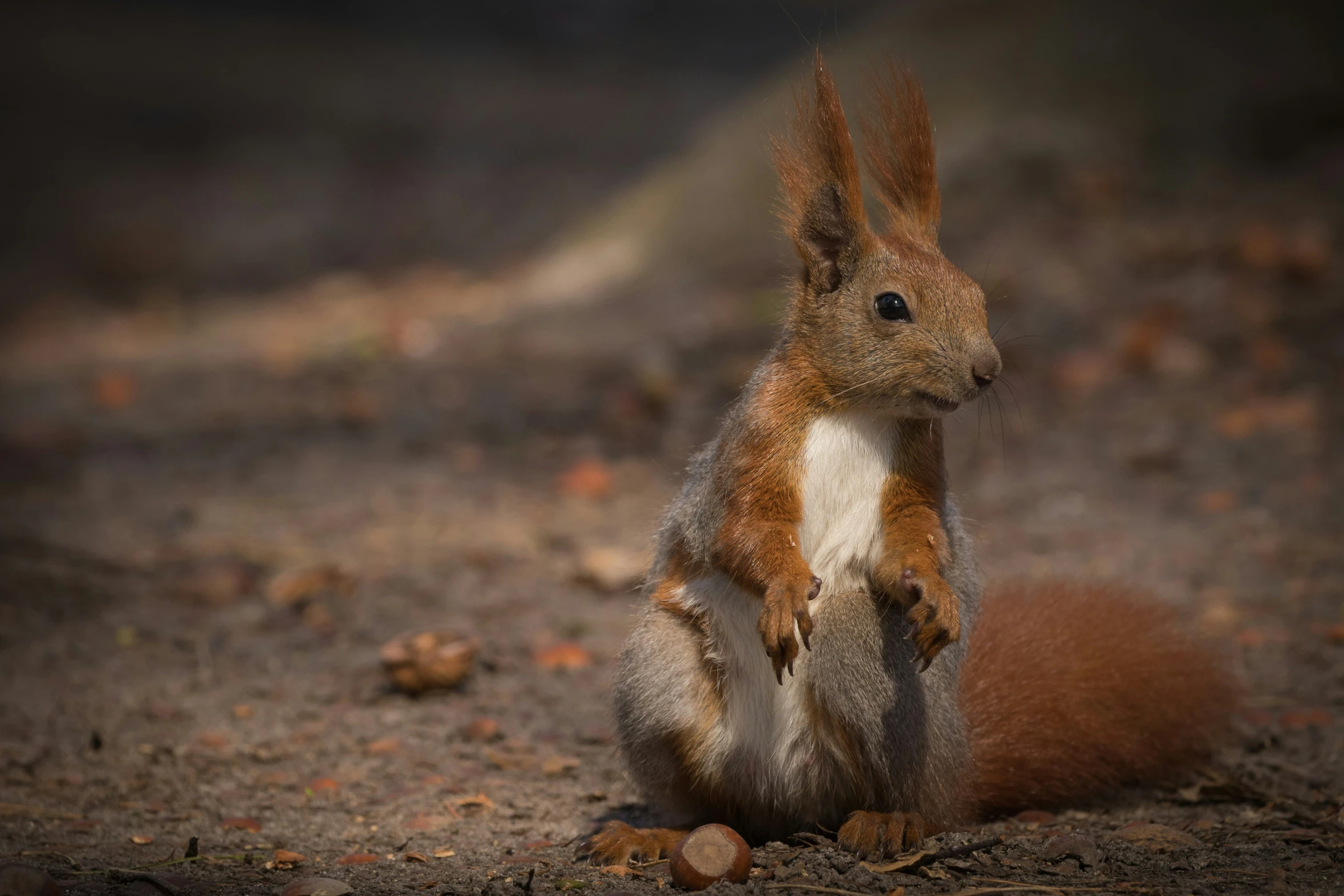 a small squirrel sitting on the ground with its front legs crossed