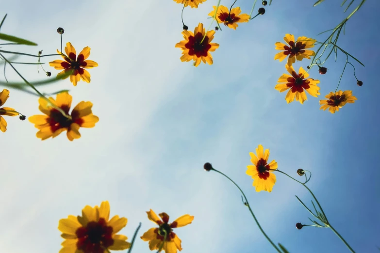 a bunch of yellow and red flowers in a blue sky