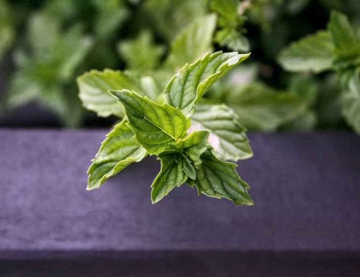 a close - up image of a small green plant