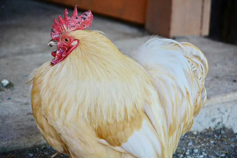 a rooster is walking on the street while wearing a hat