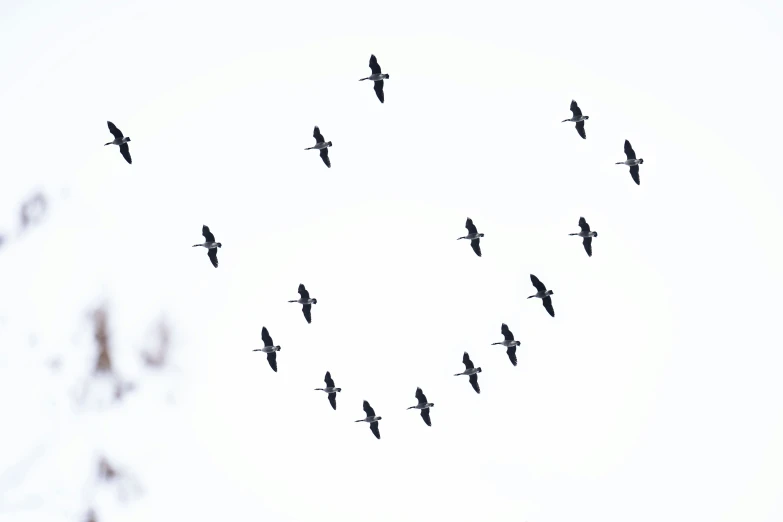 several birds flying in the shape of a heart