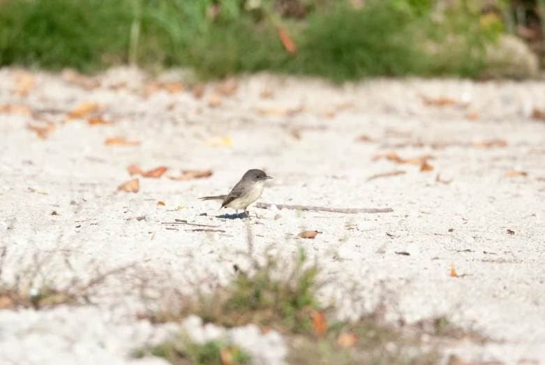 a small bird standing in a field covered in dirt