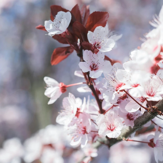 a close - up of white flowers and red leaves