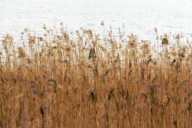 tall grass with lots of brown plants near the water