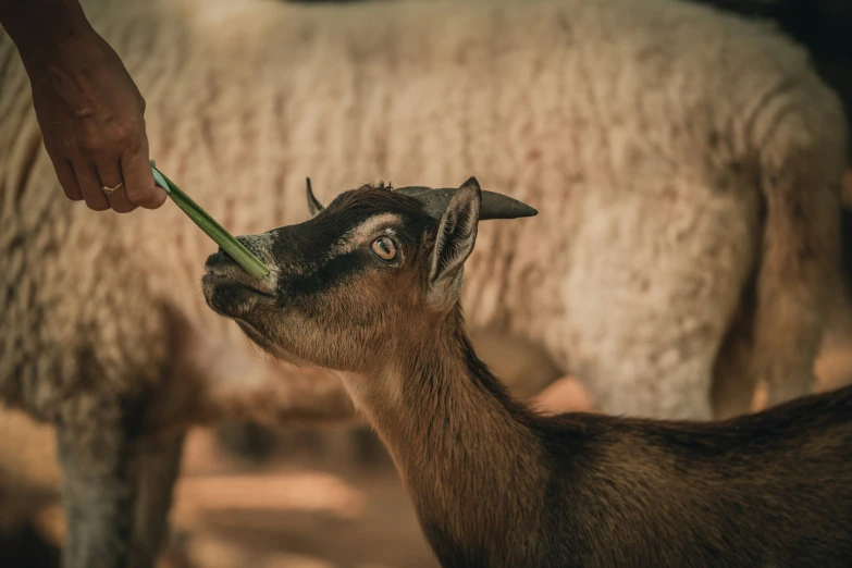 a goat is eating grass next to a man