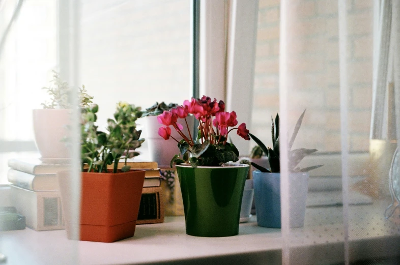 a window sill with a plant and potted flowers