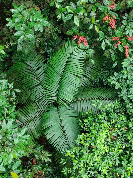 some plants are growing on the ground