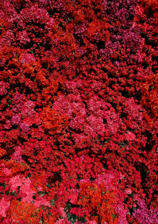 this is a background for pink and red flowers