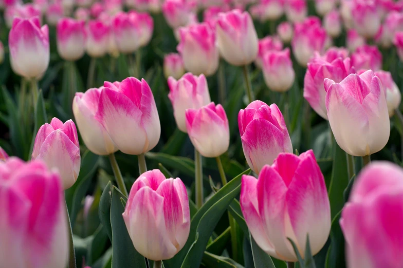 a field of blooming pink and white tulips