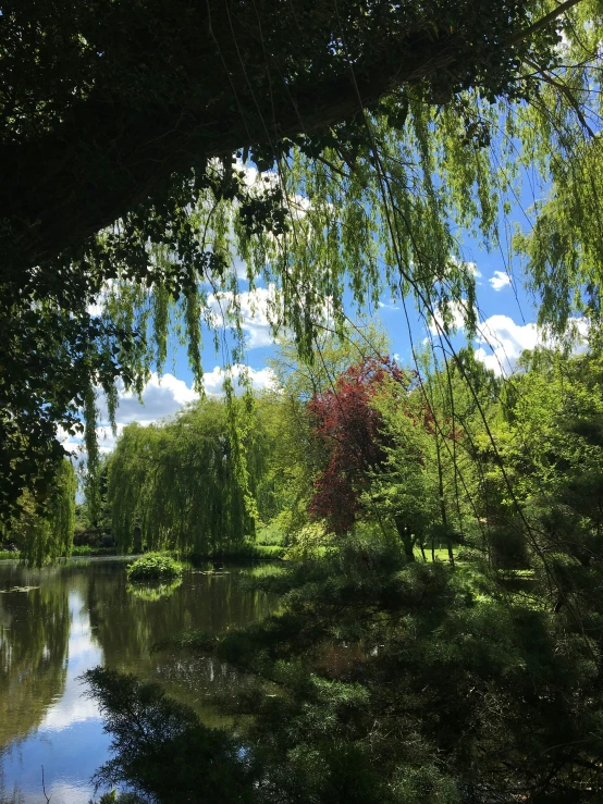 a creek runs under lush green trees and blue skies