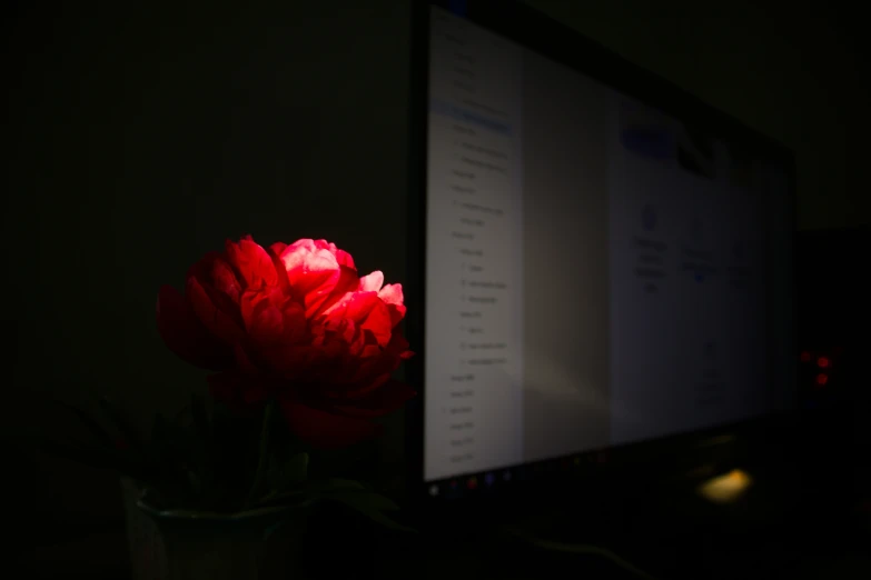 the monitor has a large red flower sitting on it