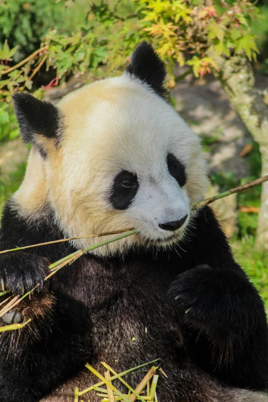 panda cub sitting up eating bamboo in an enclosure