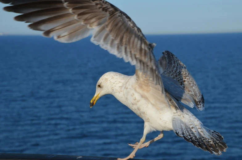 a seagull flying with its wings spread near the water