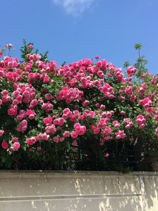 the large bushes is over by some pink flowers