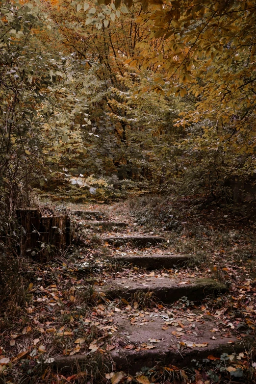 a path surrounded by lots of leaves and fallen nches