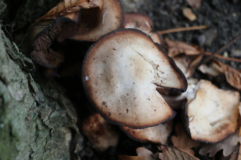 a group of brown mushrooms sitting on the ground