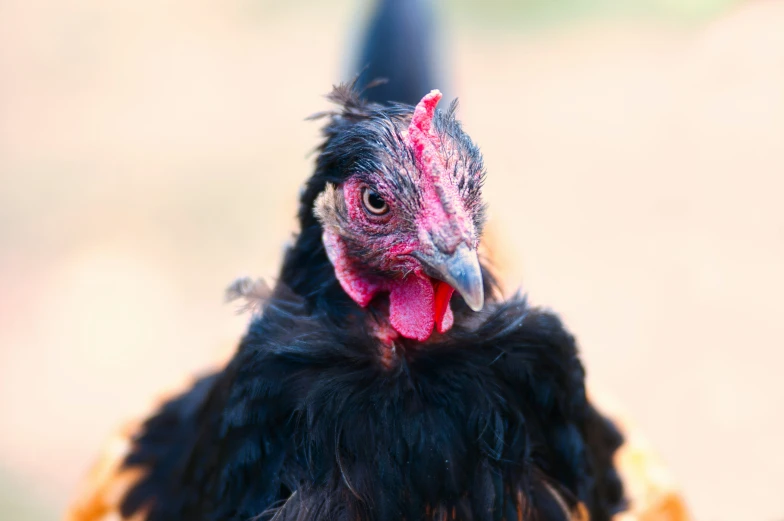 a black and red chicken with it's head tilted