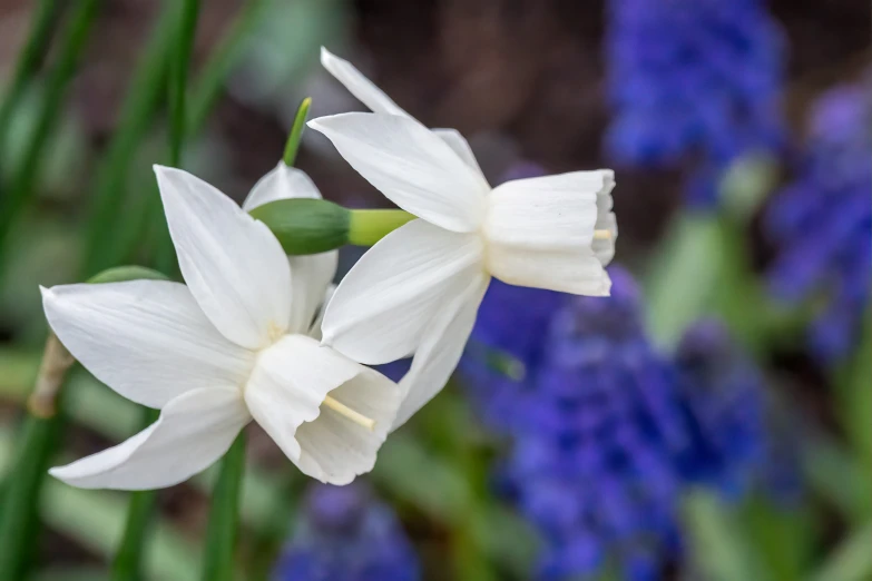 a couple of white flowers that are blooming