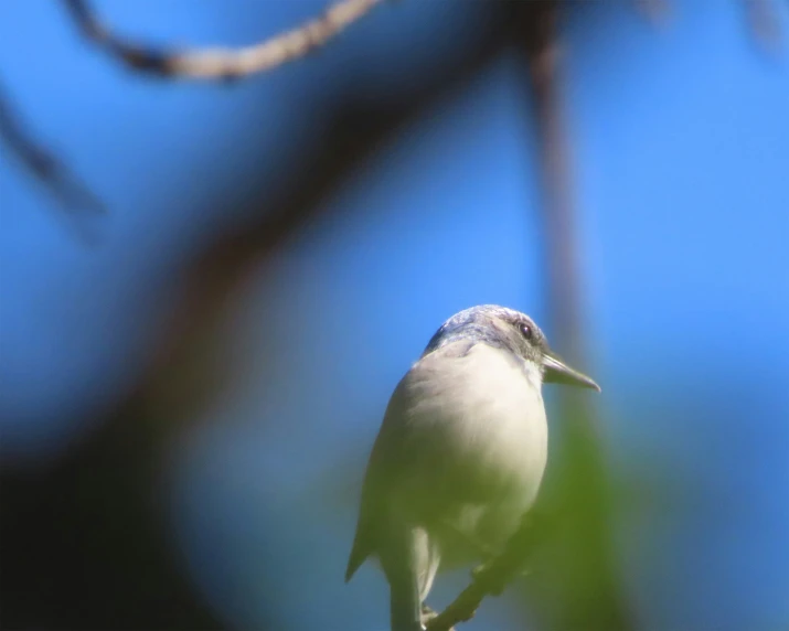 a bird standing on a tree limb in the afternoon sun