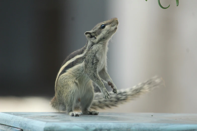 a squirrel on a bird bath looking up to the sky