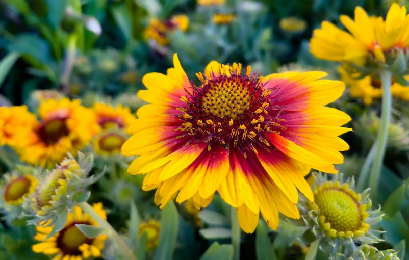 a yellow and red sunflower in a garden