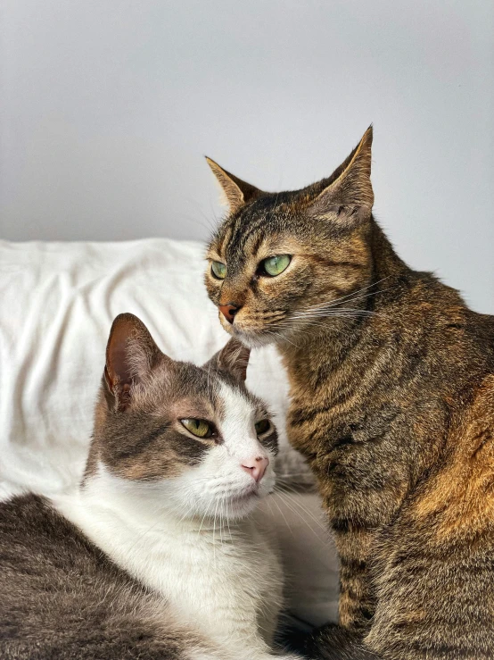 two cats laying next to each other on a bed