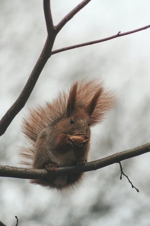 a red squirrel sitting in a tree nch