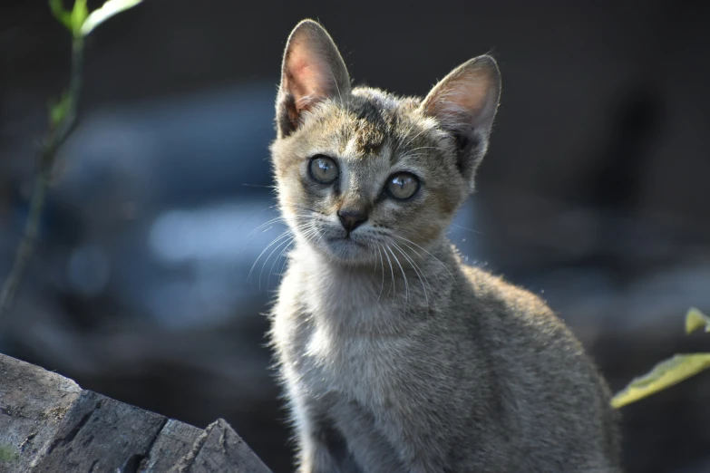 a small gray kitten with blue eyes on the ground