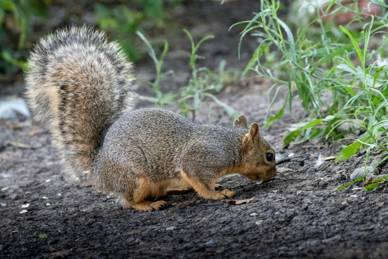 a squirrel stands in a mud area by grass