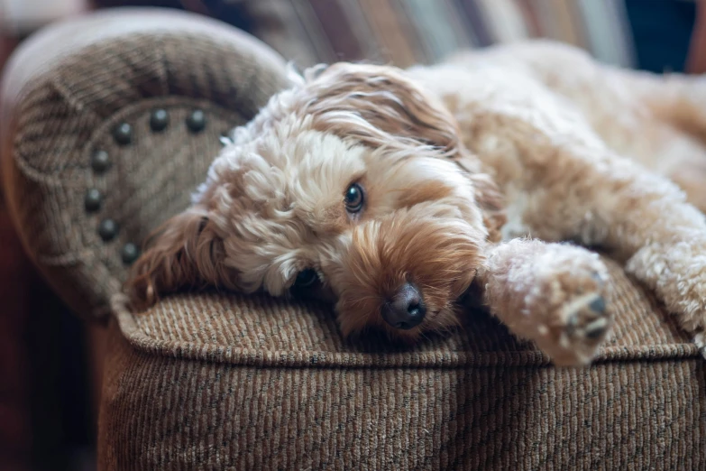 a puppy laying down on the arm of a chair