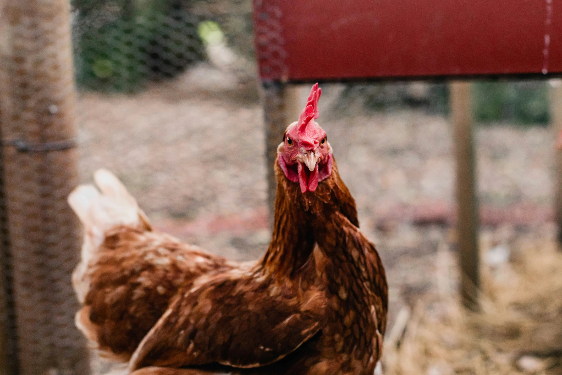 a brown chicken standing on top of a dirt field