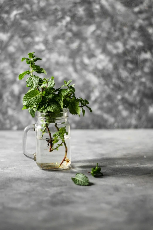 small plant sprouting out from inside a mason jar