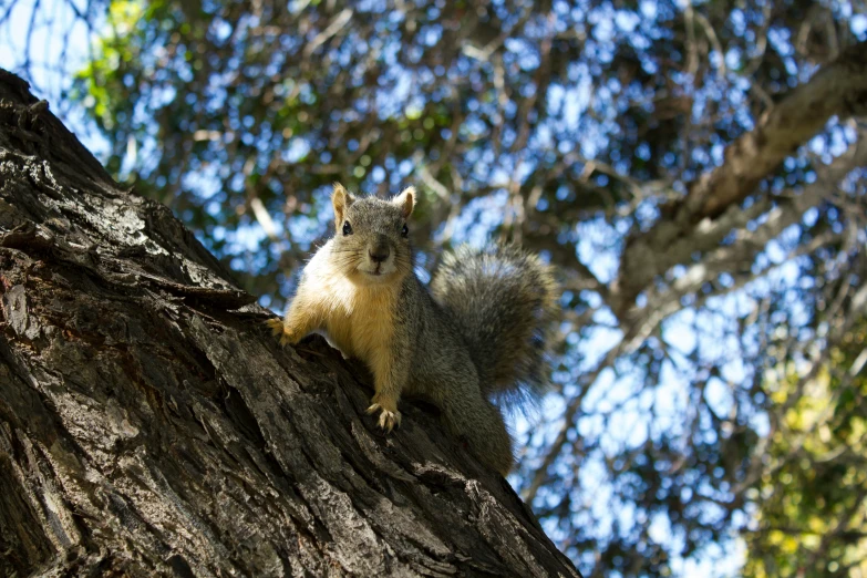 a squirrel is perched on the top of a tree