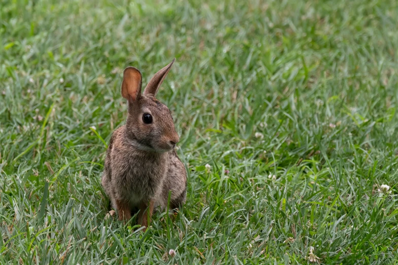 a bunny rabbit sits in the grass