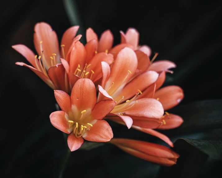 orange flowers in the dark with green leaves