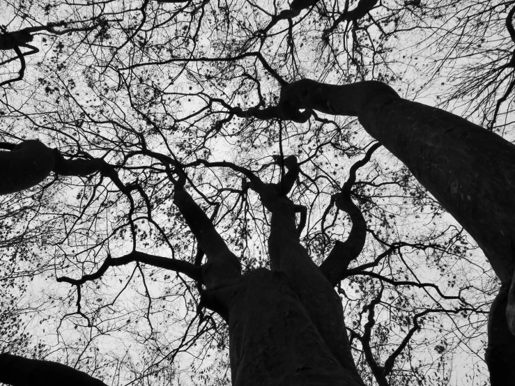 several tall trees looking up at the sky