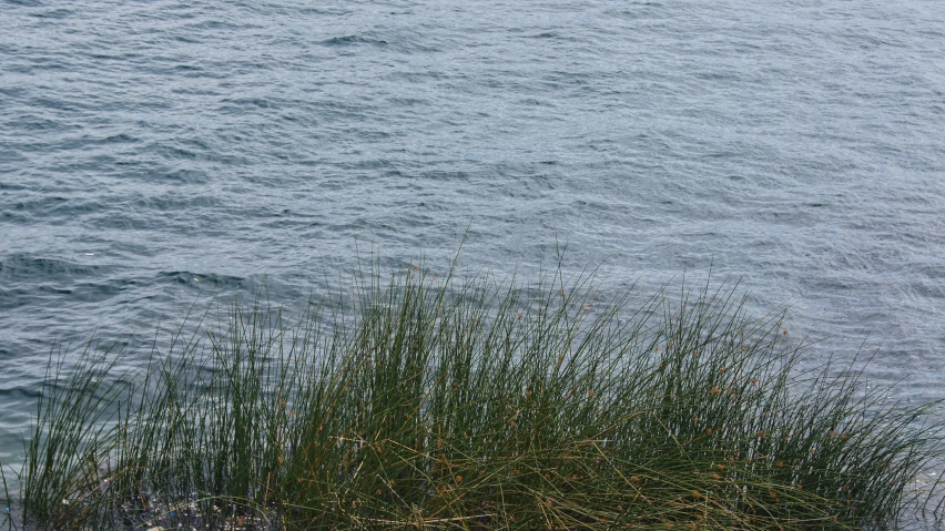 the reeds are in front of the water