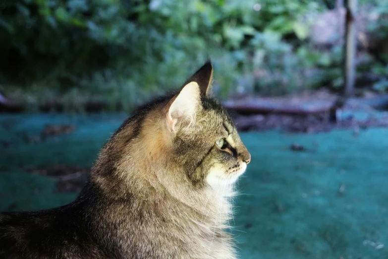 a gray cat sitting on top of a green field