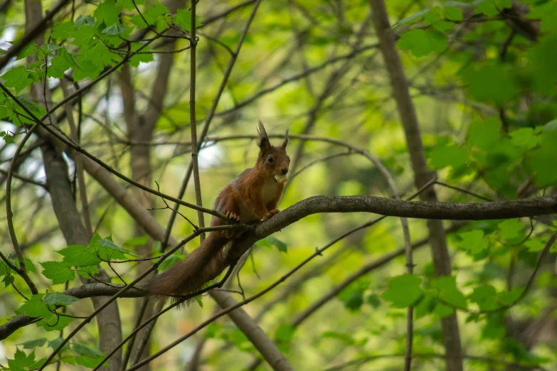 a squirrel sits on a nch in the middle of a forest