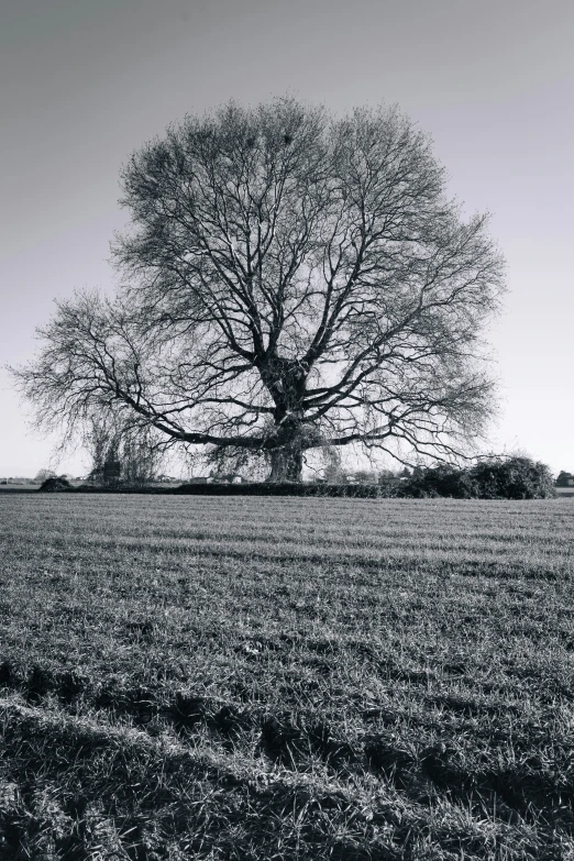 a black and white po of a large tree