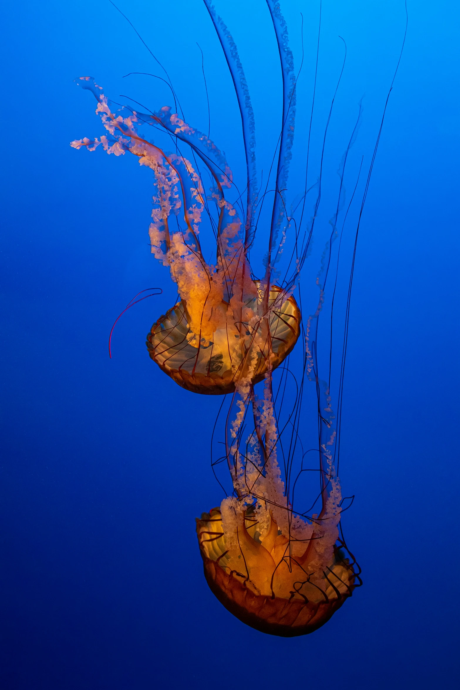 a yellow jellyfish swimming on the ocean floor