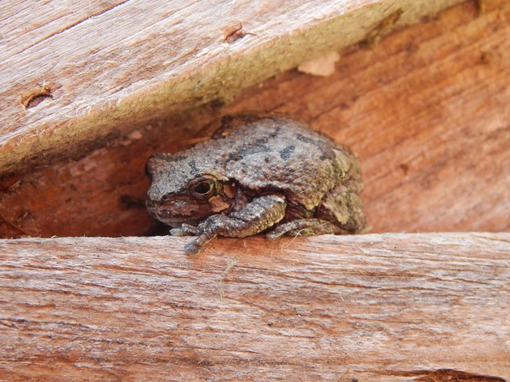 a small green and grey frog pokes out from inside of a wooden enclosure