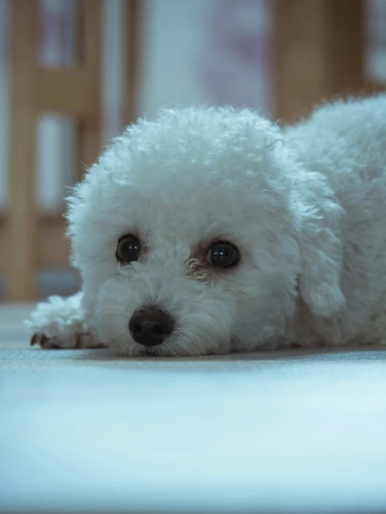 white poodle laying down looking sad on a rug