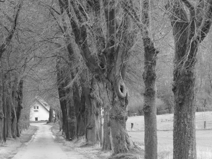 black and white pograph of trees along dirt road