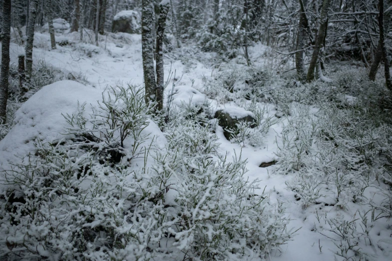 a snow covered forest filled with lots of trees