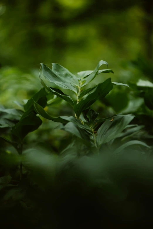 a bush with several green leaves growing on it